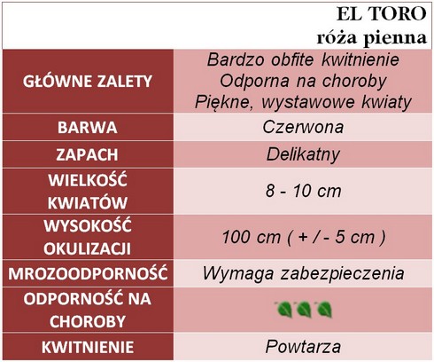 EL TORO pienna róża gł.zal